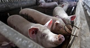 Sant Quirze del Vallès manté les restriccions per la pesta porcina africana després de la detecció d’un nou focus